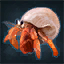 Hermit Crab