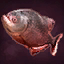 Red-Eyed Piranha