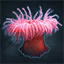 Sea ​​Anemone