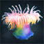 Rainbow Anemone
