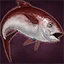 Crimson Tuna