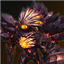 Pet: Argonized Pahoegar
